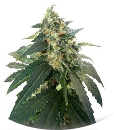 Snow Storm #2 fem (Dutch Passion)