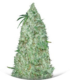 Night Night fem (KFC Seeds)