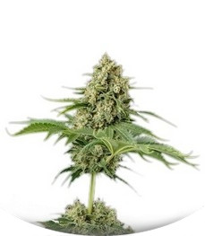 Moby Dick fem (Dinafem Seeds)