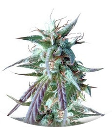 Kilimanjaro fem (World of Seeds)