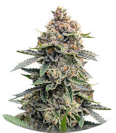 Grease Monkey Autoflower fem (Easy Grow Seeds)