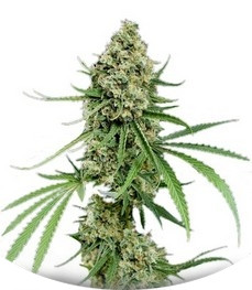 Critical + fem (Dinafem Seeds)