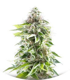 Cookies Haze fem (Kannabia Seeds)