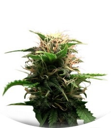 Lowryder #2 auto fem (Joint Doctor)