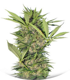 Easy Sativa fem (Female Seeds)