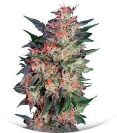 White Widow fem (Dutch Passion)