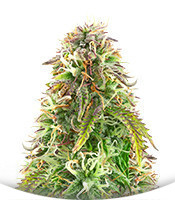 Northern Lights Auto fem (Herbies Seeds)