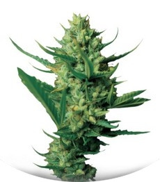 Night Queen fem (Dutch Passion)