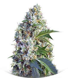 Indigo Berry Kush fem (Sweet Seeds)