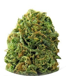 Massive Midget Auto fem (Heavyweight Seeds)