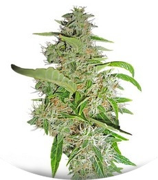 Big Bud fem (Sensi Seeds)