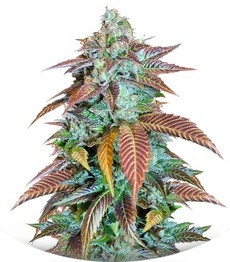 Lemon Kush Headband fem (Humboldt Seeds)