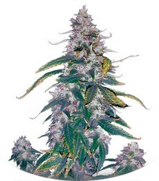 Morning Glory fem (Barney's Farm)