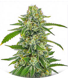 The White Fire OG fem (Seedkeepers)