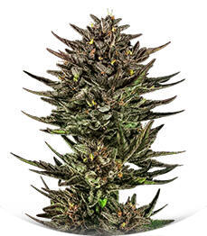 Frosted Zinn x Cookie Dog Auto fem (Barney's Farm)