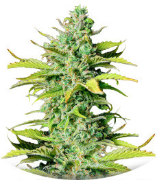 Smoothie Auto fem (FastBuds)