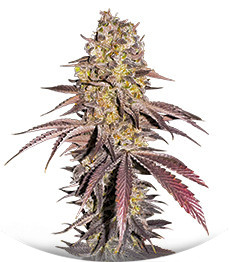 Black Cherry Gushers fem (Barney's Farm)