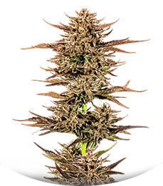 Frosted Zinn x 3 Bears OG Auto fem (Barney's Farm)