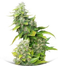 White Rhino fem (Nirvana Seeds)