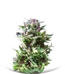 Forest Dream fem (Dutch Passion)