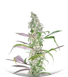 Blueberry fem (Dutch Passion)