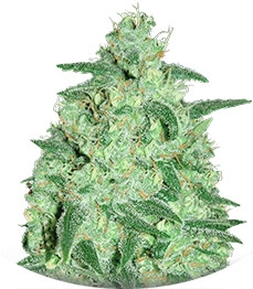 Thunder Bloody Mary Auto fem (Samsara Seeds)