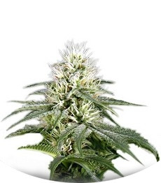 White Rhino fem (GHS)