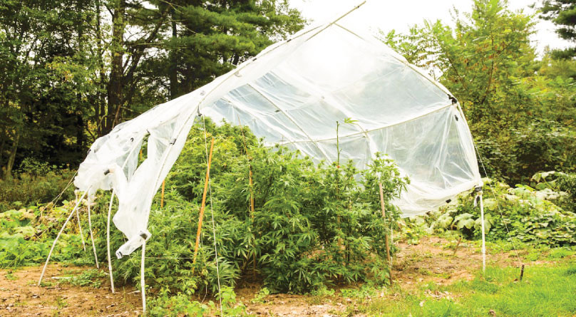 Защита конопли в аутдоре Теплица с каннабисом