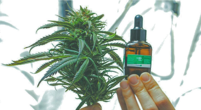 Лечебные свойства конопли: от бессонницы до рака Медицинская конопля: история и роль в современной медицине