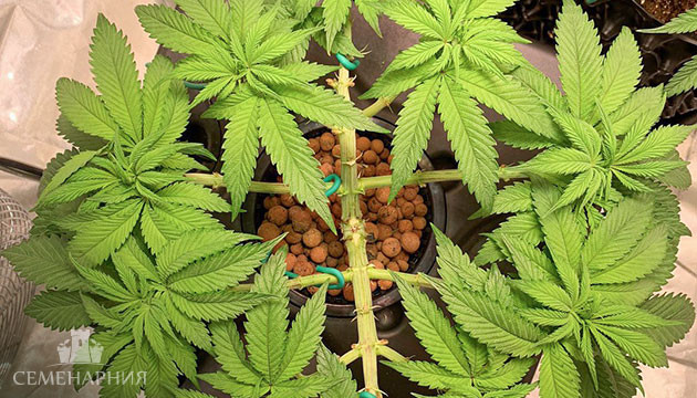 Техника Мейн-Лининг Мейн-лининг конопли