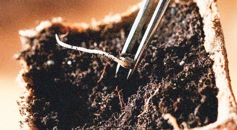 Высадка пророщенных семян конопли Пророщенное семя конопли