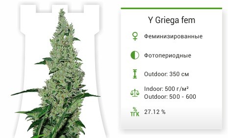 Y Griega от Medical Seeds