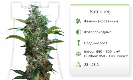 Сорт марихуаны Satori reg Satori reg от Mandala Seeds