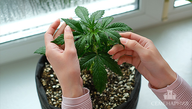 Домашний гровинг