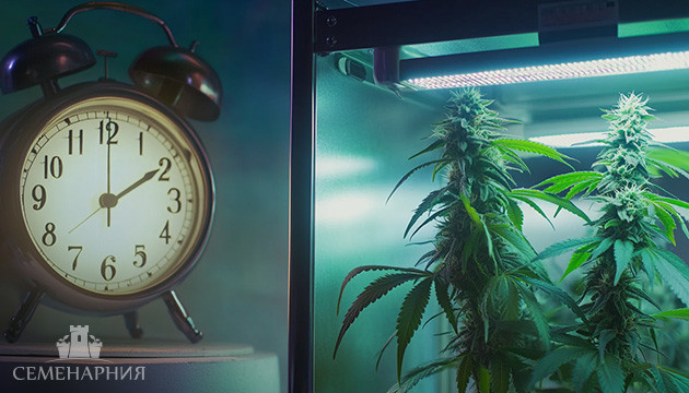 Световой режим для автоцветов