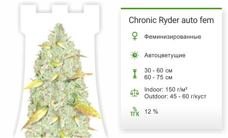 Сорт марихуаны Chronic Ryder auto Chronic Ryder auto от Doctor’s Choiсe